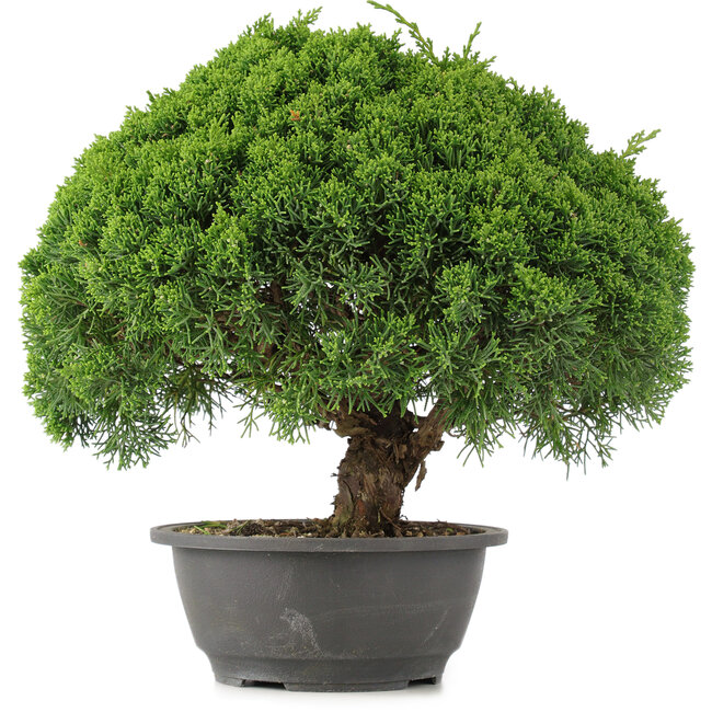 Juniperus chinensis Kishu, 28 cm, ± 15 Jahre alt
