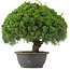 Juniperus chinensis Kishu, 28 cm, ± 15 años