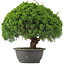 Juniperus chinensis Kishu, 28 cm, ± 15 ans