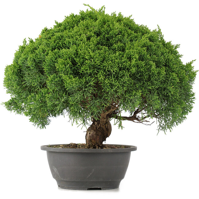 Juniperus chinensis Kishu, 28 cm, ± 15 years old