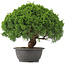 Juniperus chinensis Kishu, 28 cm, ± 15 anni