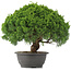 Juniperus chinensis Kishu, 28 cm, ± 15 Jahre alt