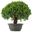 Juniperus chinensis Kishu, 28 cm, ± 15 anni