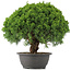 Juniperus chinensis Kishu, 28 cm, ± 15 años