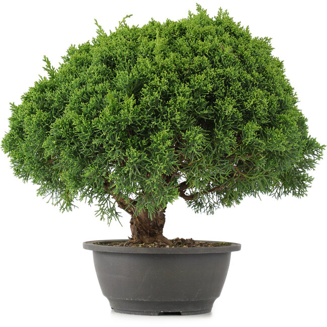 Juniperus chinensis Kishu, 28 cm, ± 15 years old