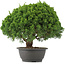 Juniperus chinensis Kishu, 28 cm, ± 15 años