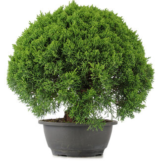 Juniperus chinensis Kishu, 29,5 cm, ± 15 anni