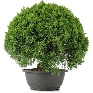 Juniperus chinensis Kishu, 29,5 cm, ± 15 Jahre alt