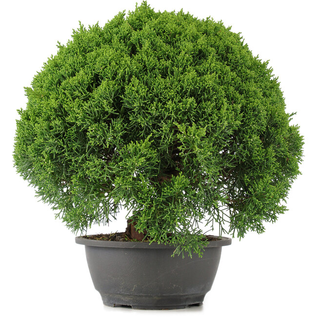 Juniperus chinensis Kishu, 29,5 cm, ± 15 años