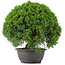 Juniperus chinensis Kishu, 29,5 cm, ± 15 anni