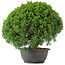 Juniperus chinensis Kishu, 29,5 cm, ± 15 anni