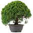 Juniperus chinensis Kishu, 29,5 cm, ± 15 anni