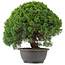 Juniperus chinensis Kishu, 29,5 cm, ± 15 anni