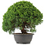 Juniperus chinensis Kishu, 29,5 cm, ± 15 años