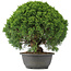 Juniperus chinensis Kishu, 29,5 cm, ± 15 anni