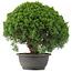 Juniperus chinensis Kishu, 29,5 cm, ± 15 años