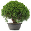 Juniperus chinensis Kishu, 29,5 cm, ± 15 Jahre alt