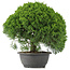 Juniperus chinensis Kishu, 29,5 cm, ± 15 años