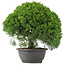 Juniperus chinensis Kishu, 29,5 cm, ± 15 ans