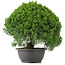 Juniperus chinensis Kishu, 29,5 cm, ± 15 anni