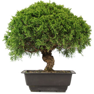 Juniperus chinensis Itoigawa, 27,5 cm, ± 15 jaar oud