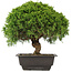 Juniperus chinensis Itoigawa, 27,5 cm, ± 15 ans