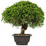 Juniperus chinensis Itoigawa, 27,5 cm, ± 15 años