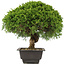 Juniperus chinensis Itoigawa, 27,5 cm, ± 15 ans