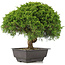 Juniperus chinensis Itoigawa, 27,5 cm, ± 15 anni