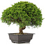 Juniperus chinensis Itoigawa, 27,5 cm, ± 15 ans