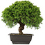 Juniperus chinensis Itoigawa, 27,5 cm, ± 15 ans