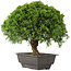 Juniperus chinensis Itoigawa, 27,5 cm, ± 15 ans