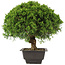 Juniperus chinensis Itoigawa, 27,5 cm, ± 15 anni