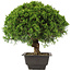 Juniperus chinensis Itoigawa, 27,5 cm, ± 15 years old