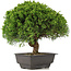 Juniperus chinensis Itoigawa, 27,5 cm, ± 15 anni