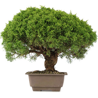 Juniperus chinensis Itoigawa, 31 cm, ± 15 años