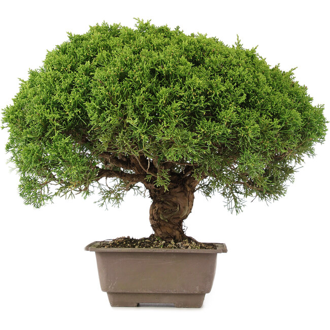 Juniperus chinensis Itoigawa, 31 cm, ± 15 anni