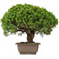 Juniperus chinensis Itoigawa, 31 cm, ± 15 años
