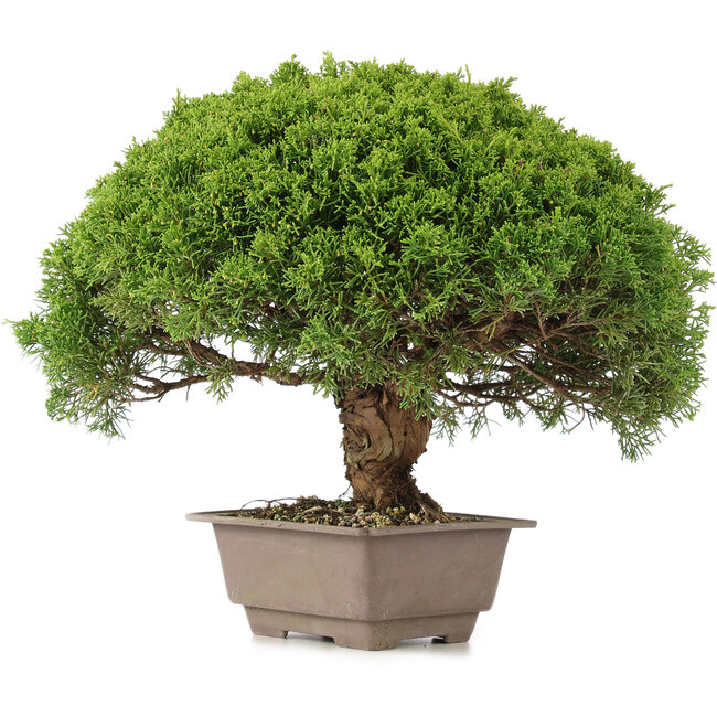 Juniperus chinensis Itoigawa, 31 cm, ± 15 years old