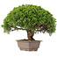 Juniperus chinensis Itoigawa, 31 cm, ± 15 ans