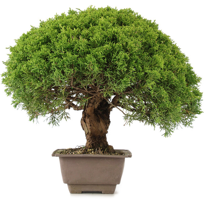 Juniperus chinensis Itoigawa, 31 cm, ± 15 ans