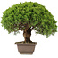 Juniperus chinensis Itoigawa, 31 cm, ± 15 anni