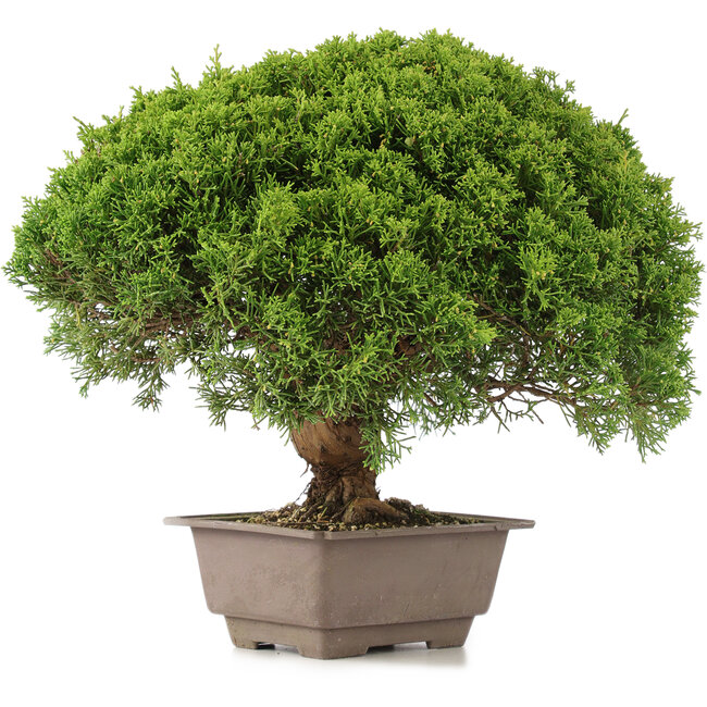 Juniperus chinensis Itoigawa, 31 cm, ± 15 años