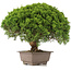 Juniperus chinensis Itoigawa, 31 cm, ± 15 jaar oud