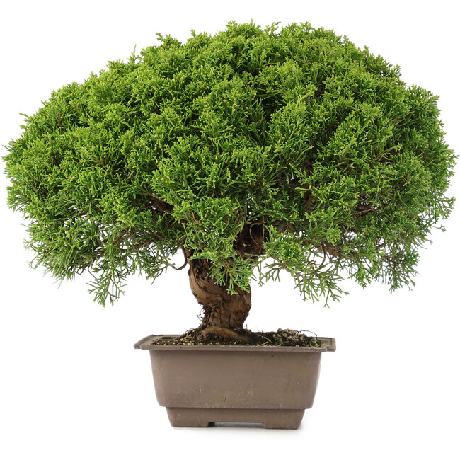 Juniperus chinensis Itoigawa, 31 cm, ± 15 jaar oud