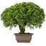 Juniperus chinensis Itoigawa, 31 cm, ± 15 ans