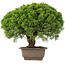 Juniperus chinensis Itoigawa, 31 cm, ± 15 jaar oud