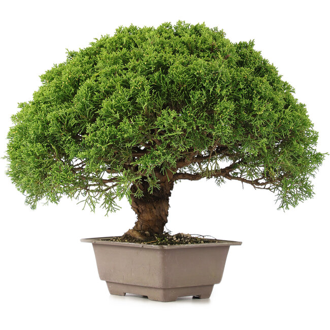 Juniperus chinensis Itoigawa, 31 cm, ± 15 ans