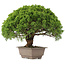 Juniperus chinensis Itoigawa, 31 cm, ± 15 Jahre alt