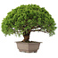 Juniperus chinensis Itoigawa, 31 cm, ± 15 years old